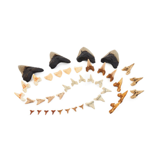 300586 Super Shark Teeth Set 40 pc. Set Silos