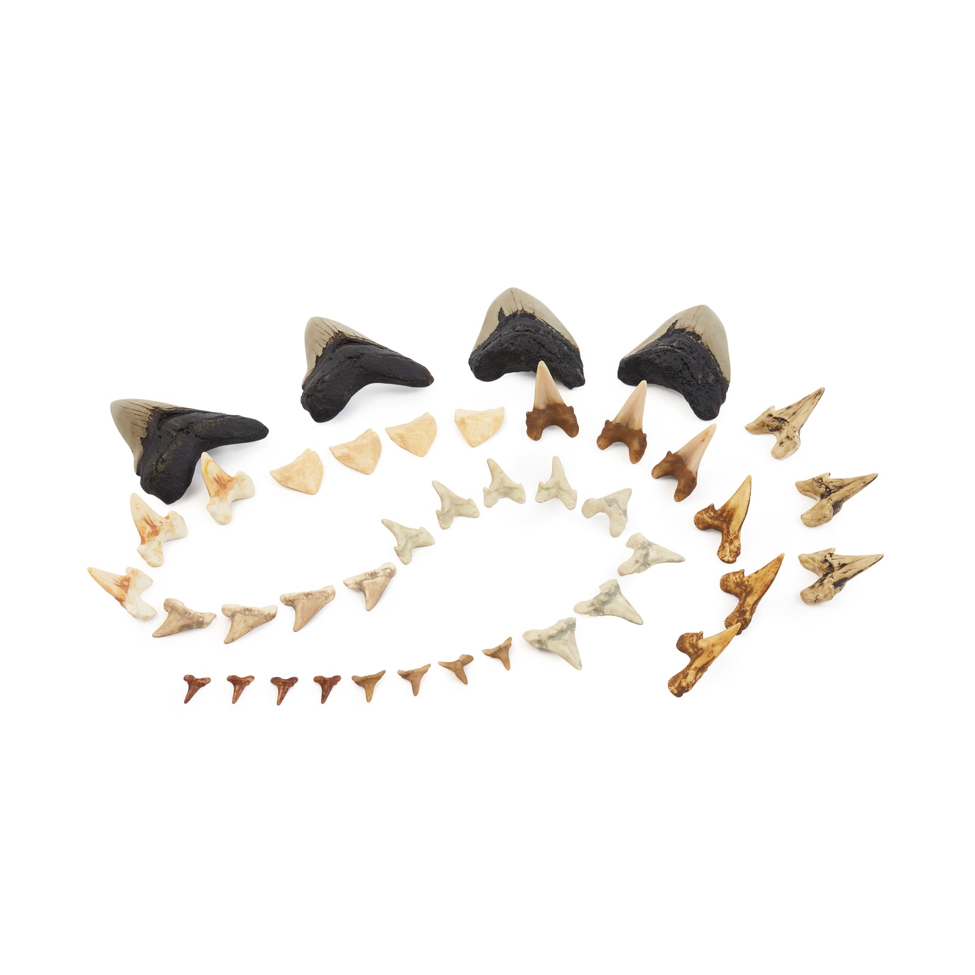 Super Shark Teeth Set - 40 pieces – Guidecraft