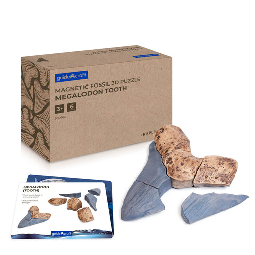300662 Magnetic Fossil 3D Puzzle Megalodon Tooth Main Image | Megalodon Tooth