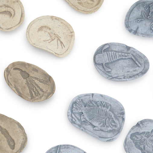 302268 Magnetic Matching Fossil Stones Aquatic Life Set of 8 Silo 23