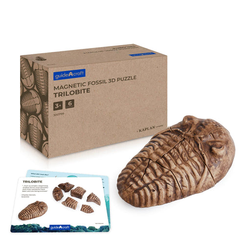 300799 Magnetic Fossil 3D Puzzle Trilobite Main Image
