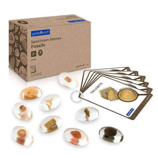301315 Specimen Stones Fossils Main Images