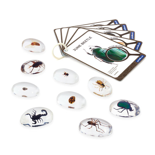 G4500 Specimen Stones Bugs CardProduct