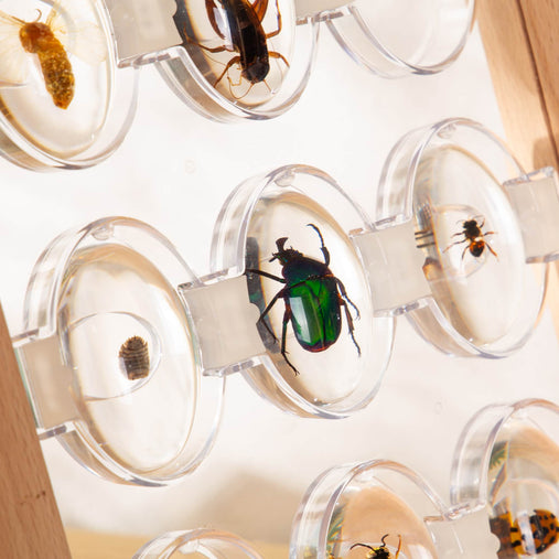 G4503  Specimen Stand  Bugs set Env 4