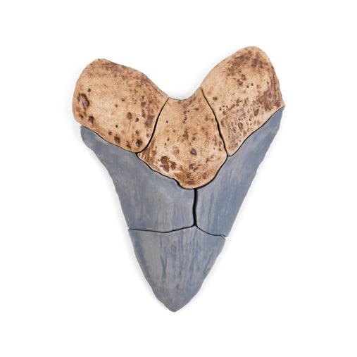 300662 Magnetic Fossil 3D Puzzle Megalodon Tooth Silo 2 | Megalodon Tooth
