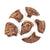 300798 Magnetic Fossil 3D Puzzle Ammonite  Silo 7 | Ammonite