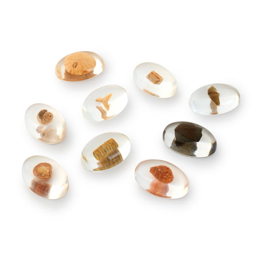 301315 Specimen Stones Fossils 9 Stones Silo 3 | Fossils