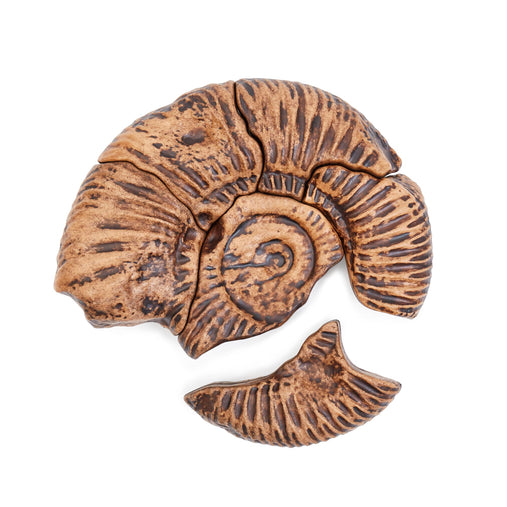300798 Magnetic Fossil 3D Puzzle Ammonite  Silo 3 | Ammonite