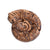 300798 Magnetic Fossil 3D Puzzle Ammonite  Silo 2 | Ammonite