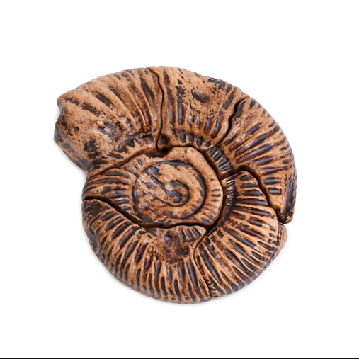 300798 Magnetic Fossil 3D Puzzle Ammonite  Silo 2 | Ammonite