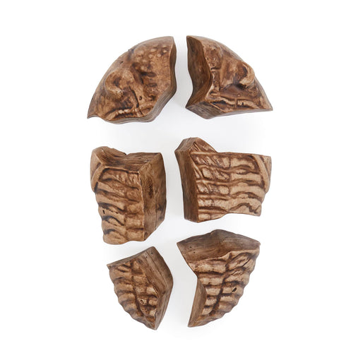 300799 Magnetic Fossil 3D Puzzle Trilobite Silo 4 | Trilobite