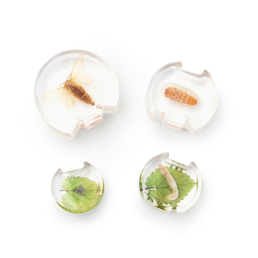 301328 Specimen Life Cycle Puzzles Moth Silo 2 | Moth