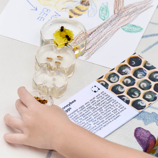 301329 Specimen Life Cycle Puzzles Honey Bee Lifestyle 73 | Honey Bee